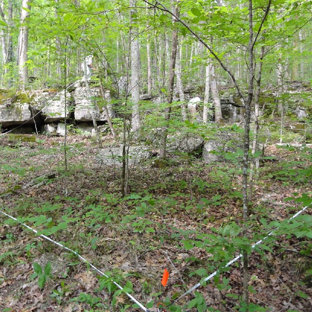 Tape measures and a pinflag mark a forest monitoring plot.