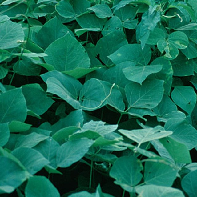 Thick ground cover of green leaves