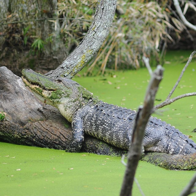 Alligator rests on a log