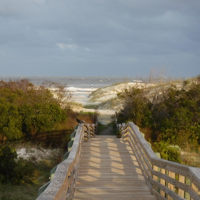 boardwalk leading through vegetated dunes to an ocean beach