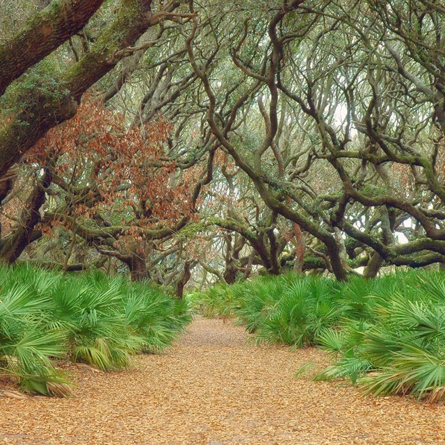 a trail cuts through bright green palmettos under a canopy of live oaks
