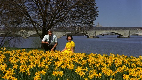 A man in a tie and a woman in a yellow dress sit between an expanse of daffodils and a wide river