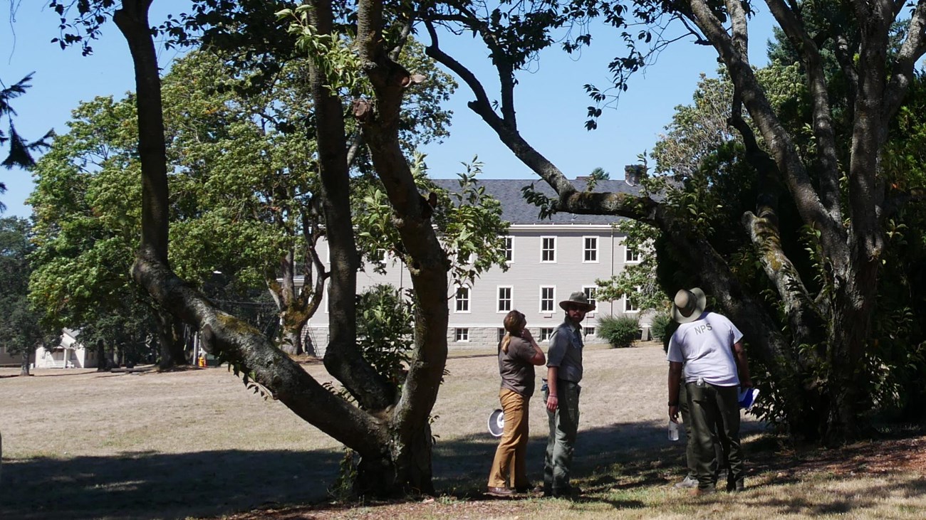 Four people stand near the base of two mature fruit trees with thick trunks, observing the branches.
