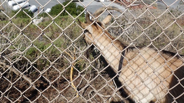 Beyond a chain-link fence, a goat looks out over the landscape.