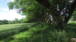 Hedgerow of leafy osage orage trees alongside a grassy field