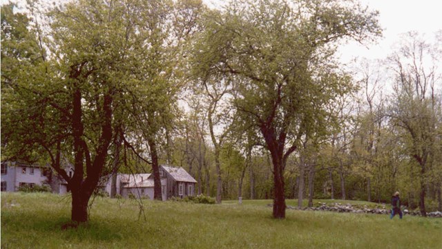 Several fruit trees in a grassy area near a house grow in a tall, unpruned shape.