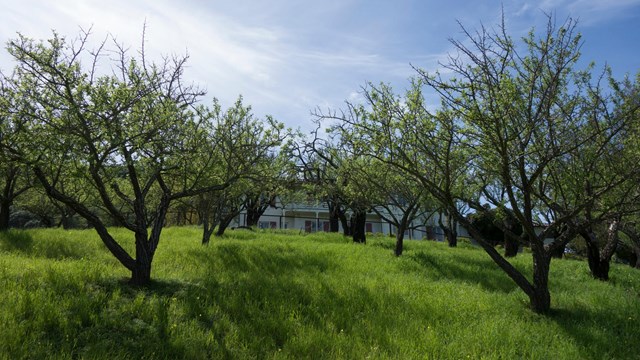 A view through two rows of fruit trees in a sunny orchard toward a white house.