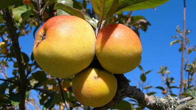 Close-up of a cluster of yellow-red apples growing on a tree branch.