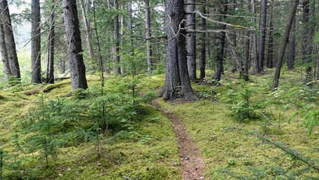 A narrow path winds through thick moss and groundcover in a forest at Dyea Historic Townsite