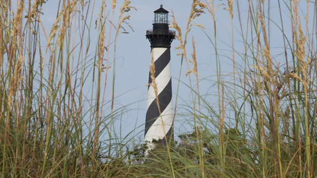 The alternating black and white strips of Cape Hatteras Lighthouse seen through sea oats