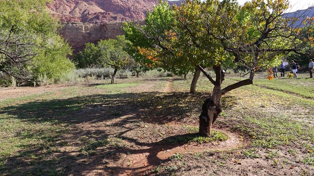A shallow irrigation ditch curves around the base of a tree in an orchard, with mountains beyond.