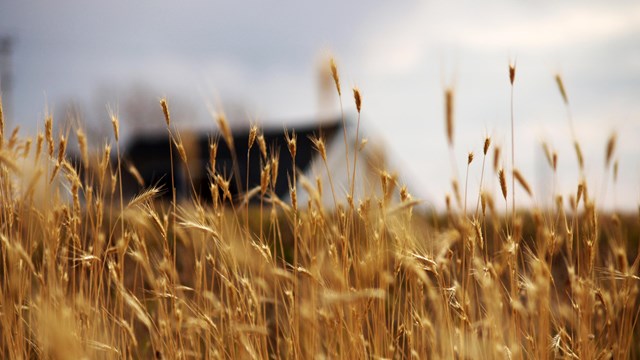 The roof of a building is visible beyond a screen of golden grasses