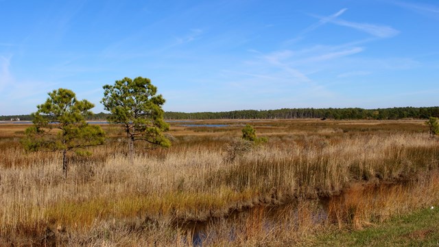 Flat, open wetland landscape of tall grasses and several trees, Harriet Tubman Underground Railroad