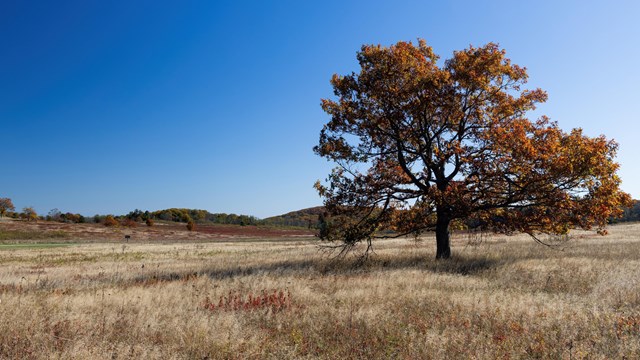 A tall tree with a broad canopy of orange foliage stands out in a meadow of tan grass