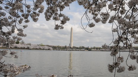 Cherry blossoms frame a view of the Washington Monument, seen past the water of the Tidal Basin.