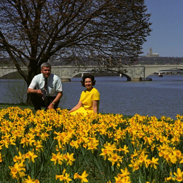 A man and a woman seated just beyond an expanse of of blooming daffodils, near the Potomac River 