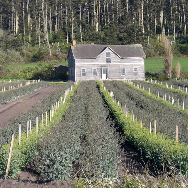 A farm building at end opposite end of a planted field at Ebey's Landing, across rows of crops