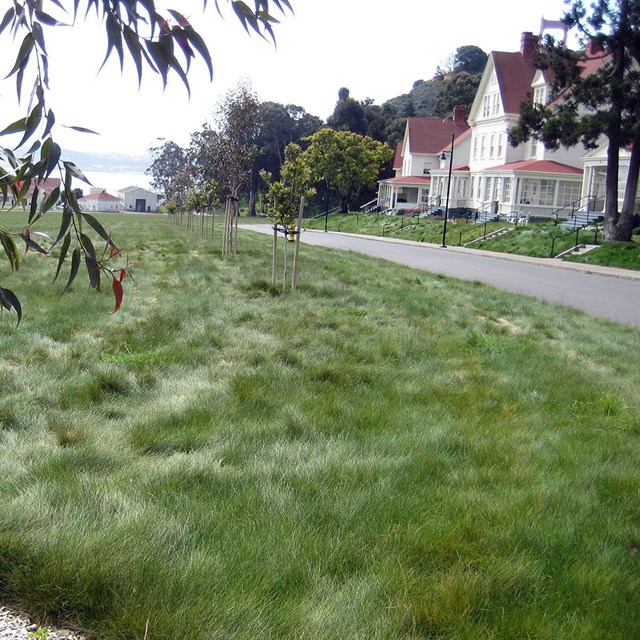 Soft green lawn on the historic parade ground at Fort Baker with a resilient cultivar of turf grass.