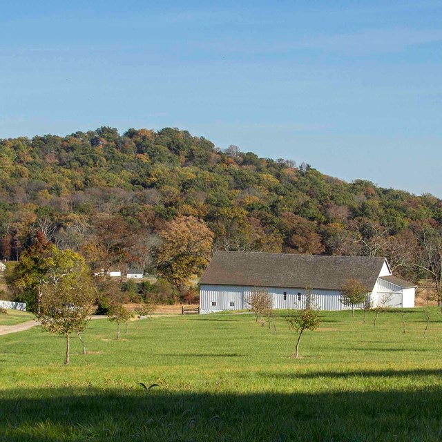 Young fruit trees grow in a grid beside a gravel driveway, near a barn and farm landscape