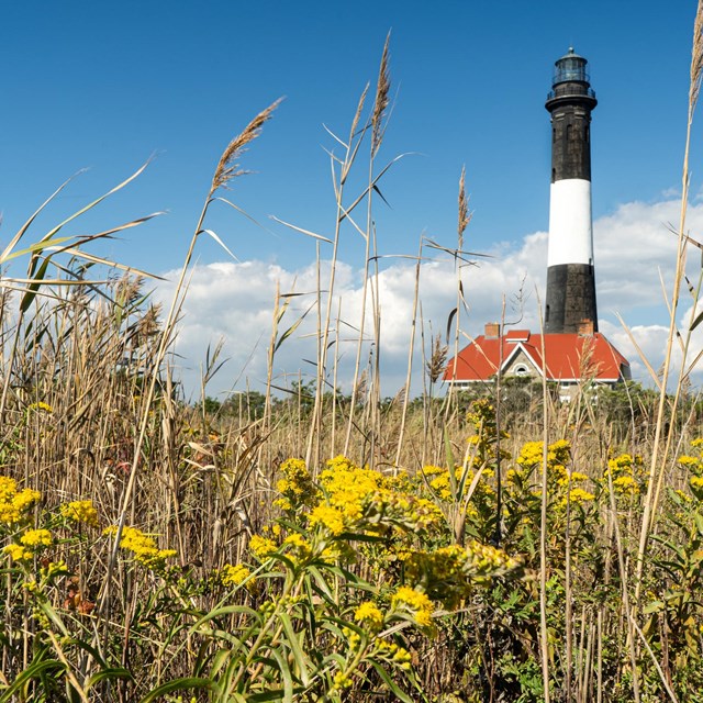 Yellow flowers in the foreground withthe black and white striped Fire Island Lighthouse in back