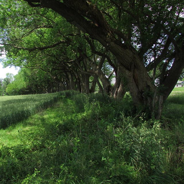 Hedgerow of leafy osage orage trees alongside a grassy field