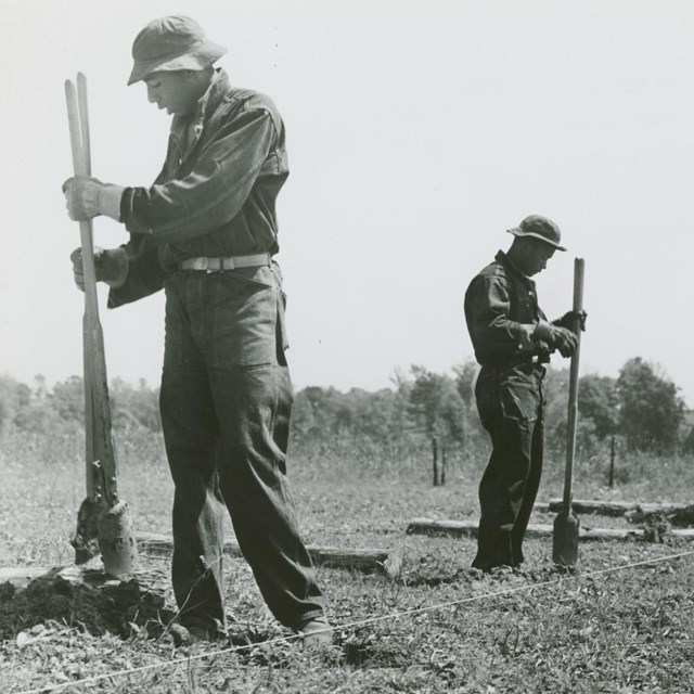 Historic image shows workers in uniform using tools to dig a row of fence posts.