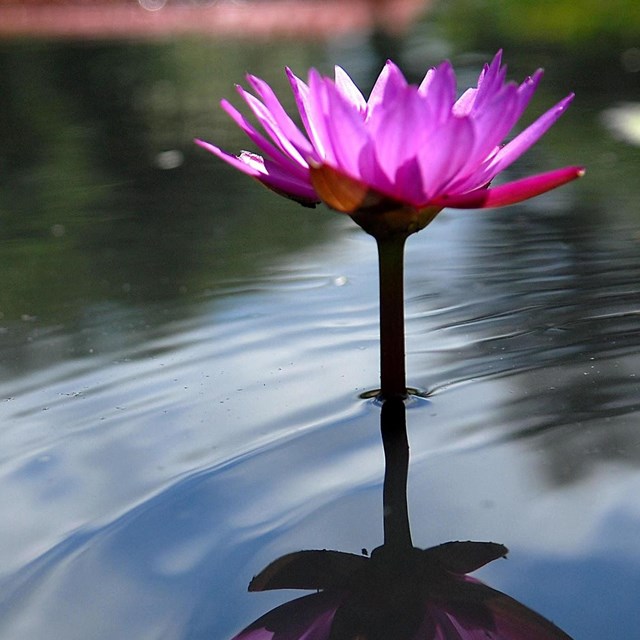A bright water lily is reflected in the gentle ripple of dark water.