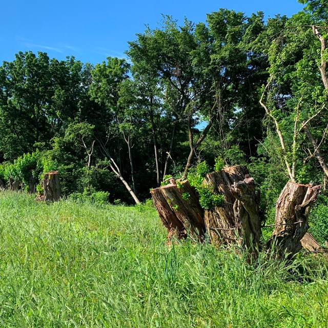 Leaves sprout from a row of osage orange trees, cut to low stumps, growing at the edge of a field.