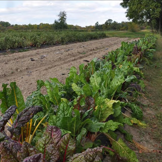 A row of leafy green and purple chard grows at the edge of a garden at Martin Van Buren NHS