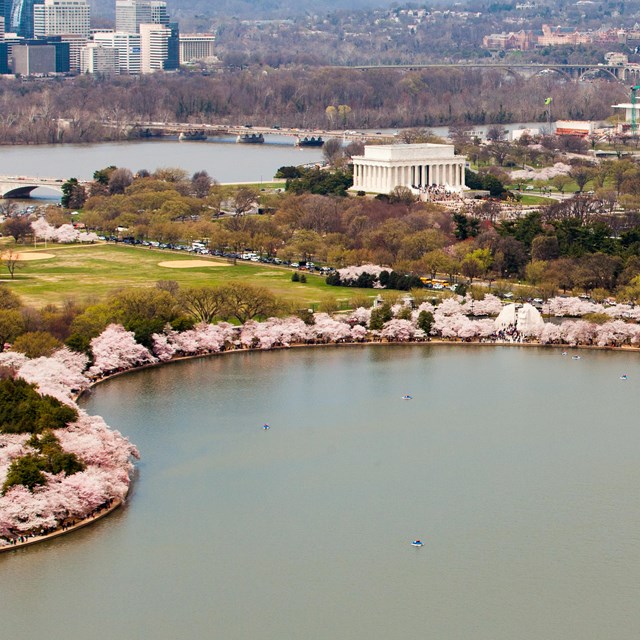 Aerial view of the curved Tidal Basin, ringed by blossoming trees, with monuments, roads, and city