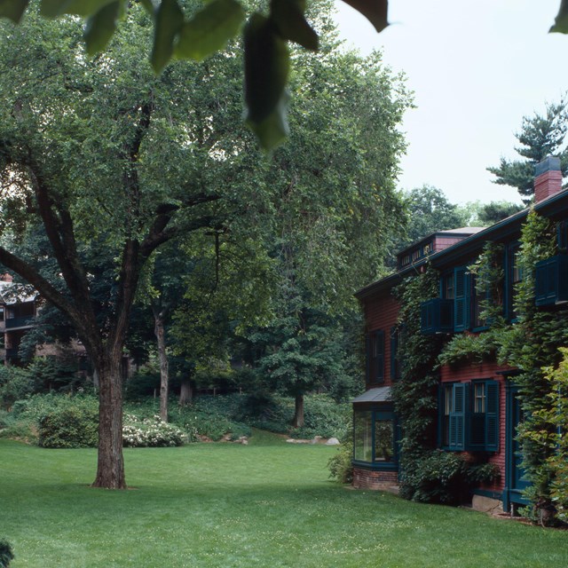 A tree stands in the middle of a green and grassy lawn, framed by foliage and a house with shutters.