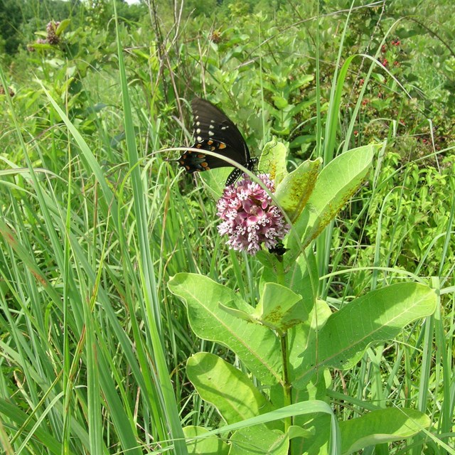 Great Onyx Job Corps foliar injury site. NPS photograph by Alicia Bosela.