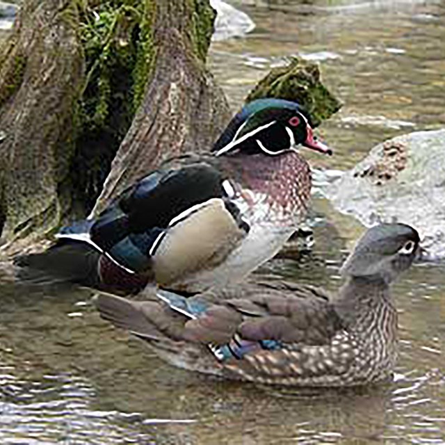 Wood ducks at Little River Canyon National Preserve.