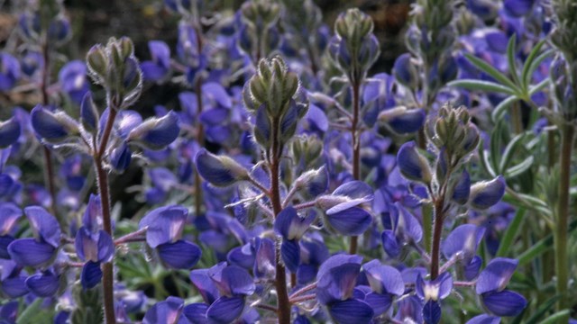 Purple lupine flowers