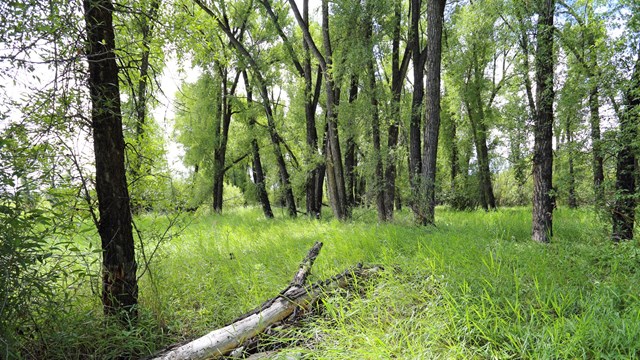 Natural Features & Ecosystems