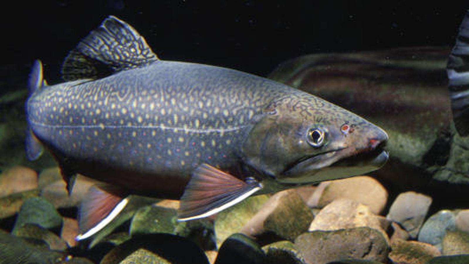 Fish