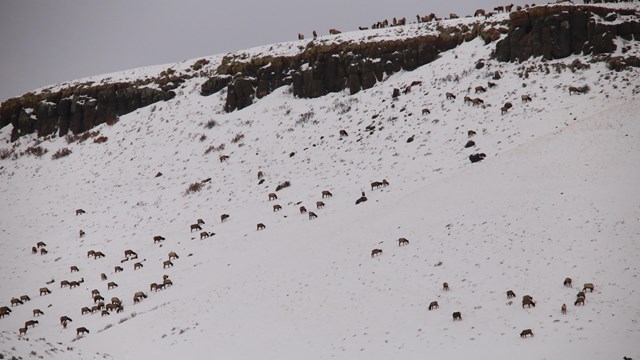 Wide angle image of an elk herd far off on the side of a snowy mesa