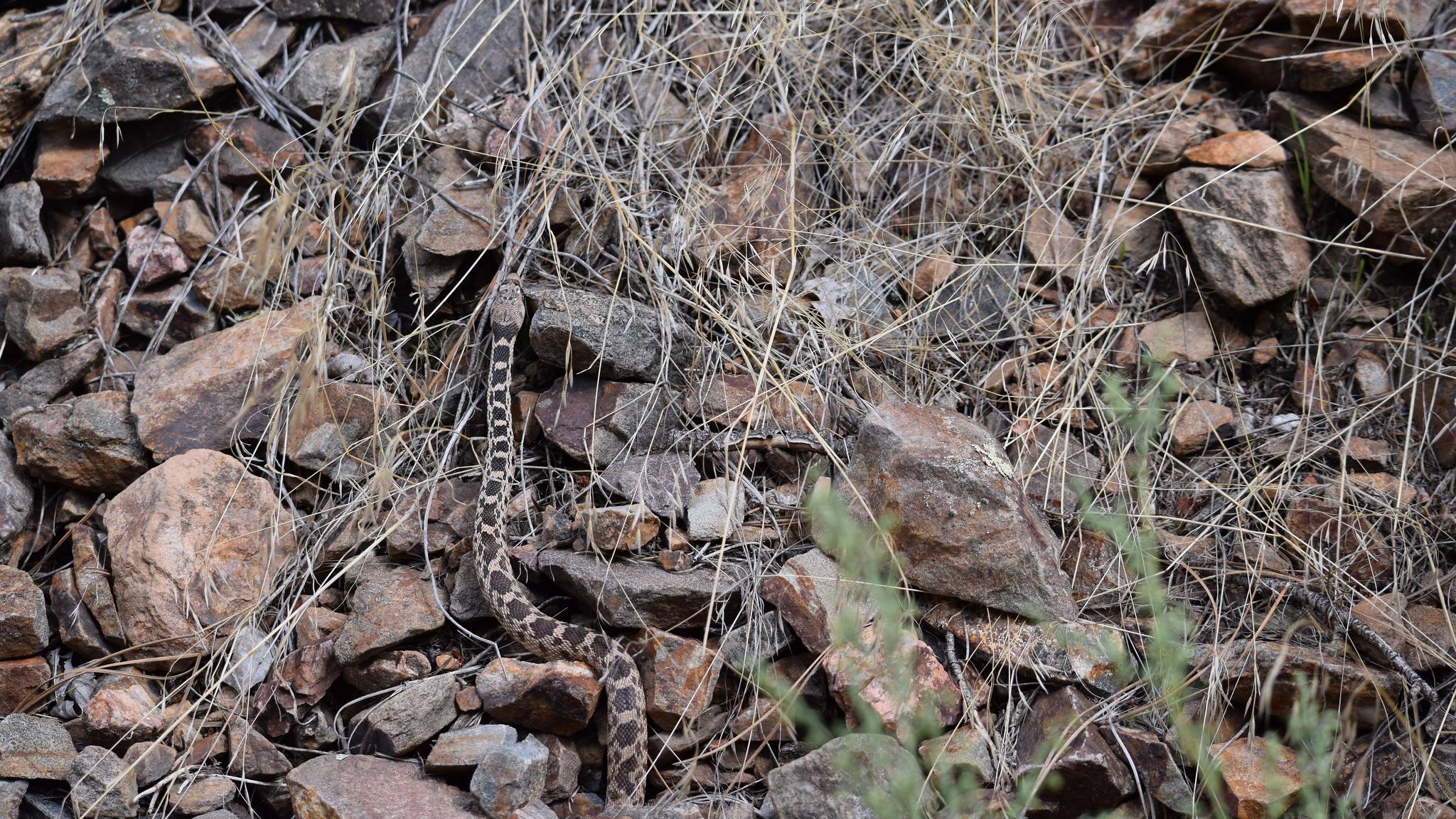 A small brown and black snake is curled up amongst rocks and dead grasses.