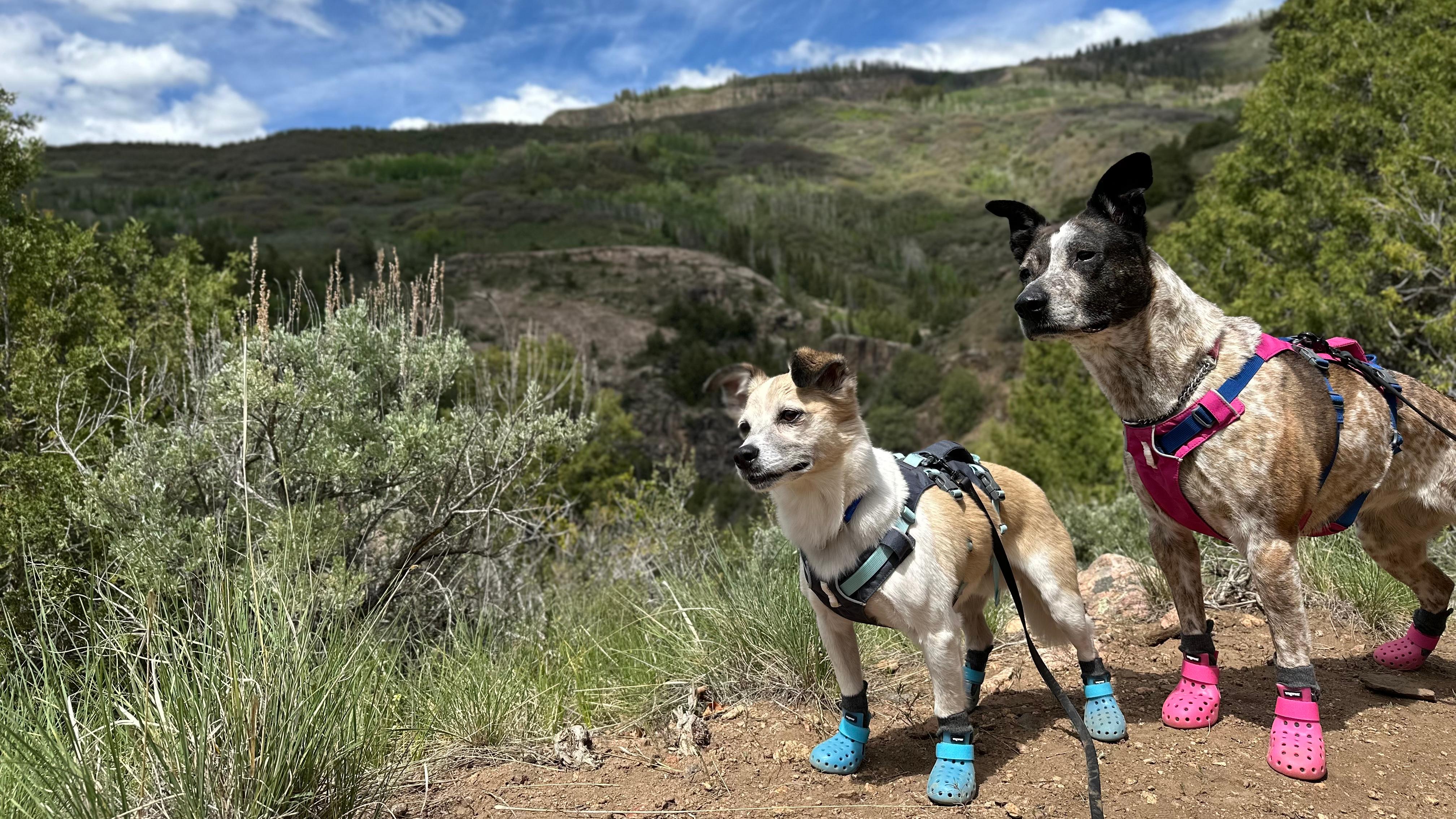 Two leashed dogs wearing colorful booties on a trail