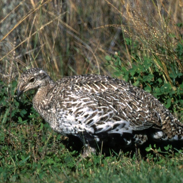 Gunnison Sage-Grouse