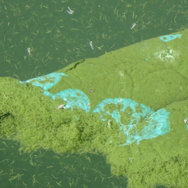 Blue Green Algae Blooms in Blue Mesa Reservoir