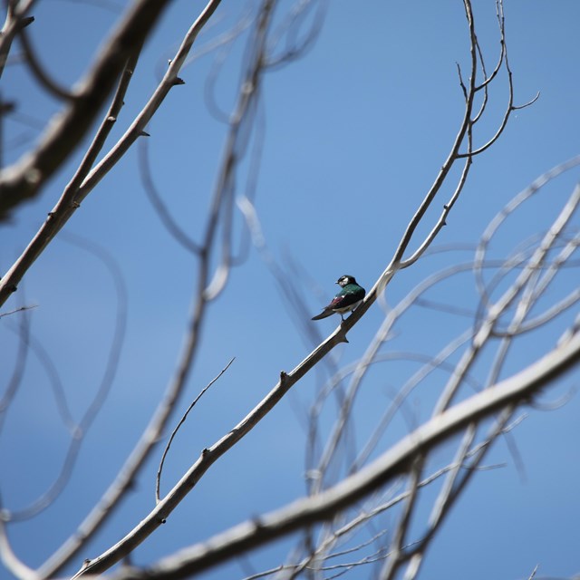A small bird perched on a branch