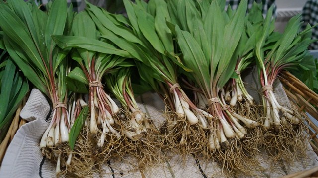 Wild ramps (nature's onion) on a white table. 
