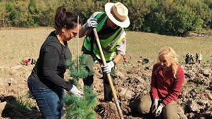Volunteers on planting a tree with a ranger. NPS