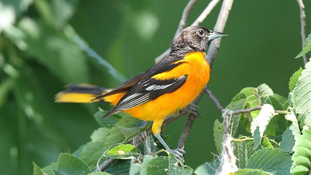 A black-and-orange bird stands on a leafy tree branch