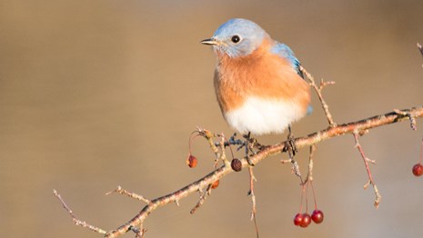 A bird with a blue head, rusty breast and white belly stands on a thin tree branch with red berries