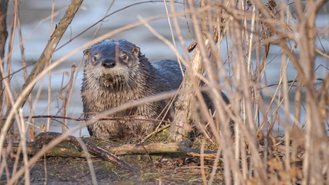 A river otter stands on dirt facing the camera. Dry brown grasses surround them with water behind. 