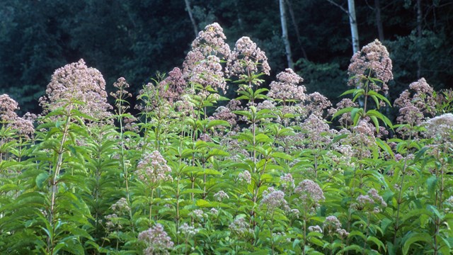 Light pink flowers sprout high from their green leafy stem. A dark green forest contrasts them.