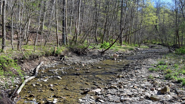 A rocky, low flow creek cuts through a forest with sparse, new growth spring trees and undergrowth. 