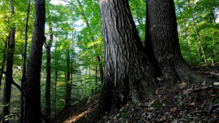 Two big trees grow on a hill, closer and bigger in size. They are surrounded by a rich green forest.